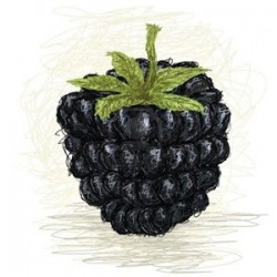 Blackberry - Perfumer's Apprentice