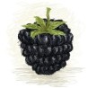 Blackberry by Perfumer's Apprentice