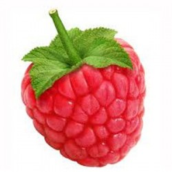 Raspberry by Perfumer's Apprentice